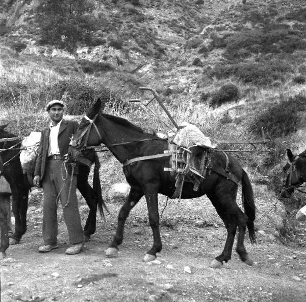 Melissa (Crotone) - Contadino con muli in una strada di campagna