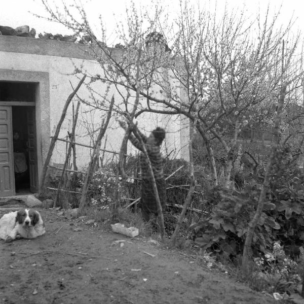 Melissa (Crotone) - Donna che pota un albero nel giardino della sua abitazione