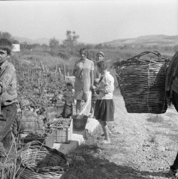 Melissa (Crotone) - Ragazze e contadine presso una vigna durante la vendemmia