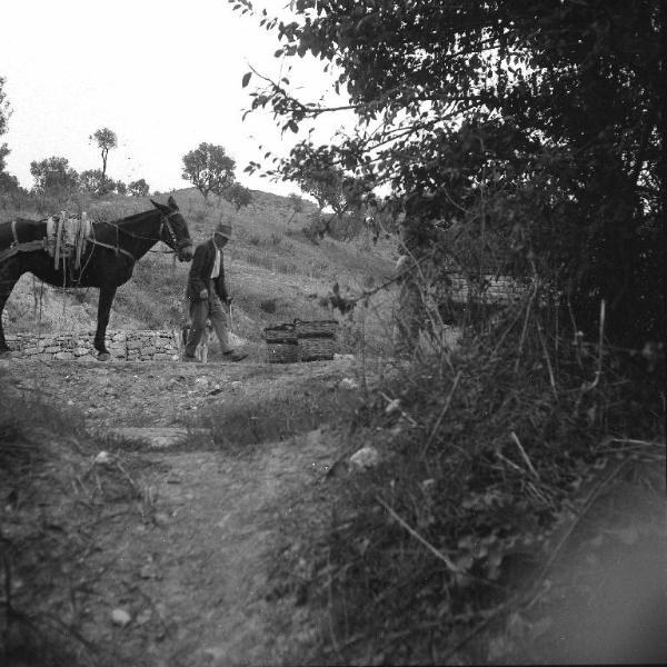 Melissa (Crotone) - Contadino con mulo presso una vigna
