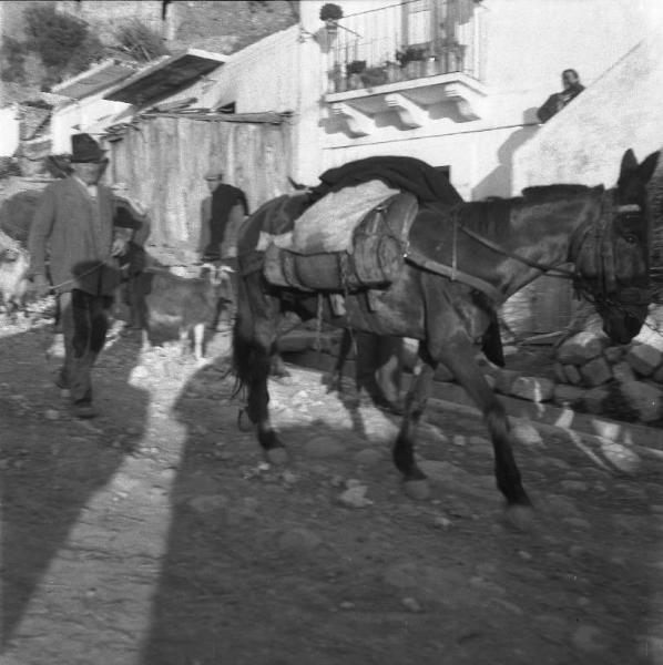 Melissa (Crotone) - Contadino con mulo in una strada