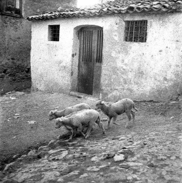 Melissa (Crotone) - Pecore in una strada