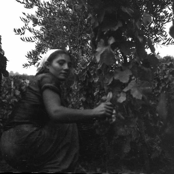 Melissa (Crotone) - Giovane contadina al lavoro durante la vendemmia