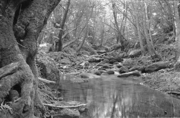 Ritratto del Monte. Tra Camogli e Levanto - Boschi e torrente