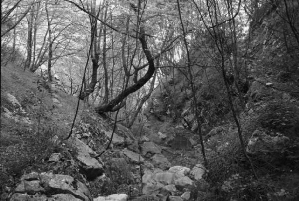 Ritratto del Monte. Tra Camogli e Levanto - Boschi