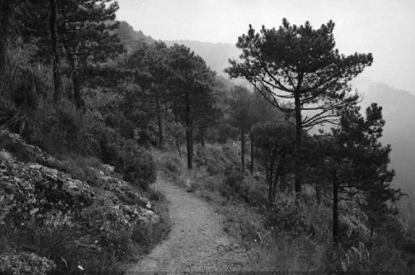 Ritratto del Monte. Tra Camogli e Levanto - Boschi