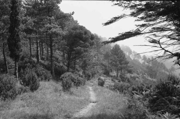 Ritratto del Monte. Tra Camogli e Levanto - Boschi