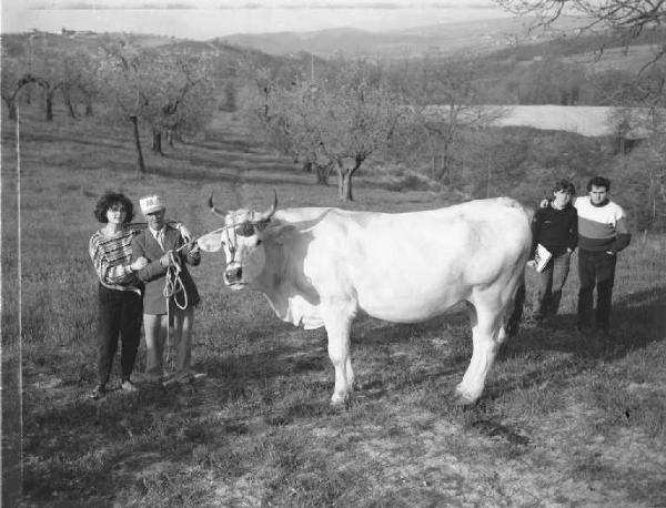 Orvieto. Ritratto di gruppo - Contadini e bue