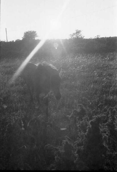 Svezia, paesaggio rurale con cavallo