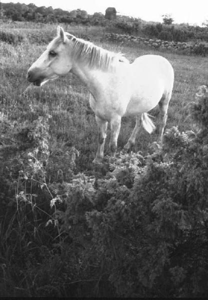 Svezia - paesaggio con cavallo