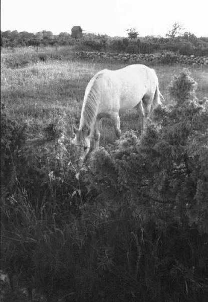 Svezia - paesaggio con cavallo