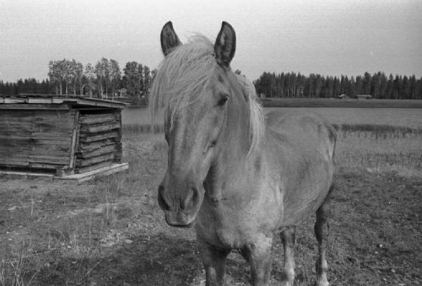 Svezia - Cavallo