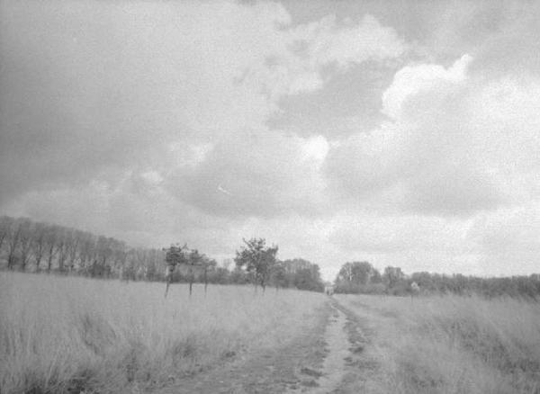 Campo con strada sterrata al centro, in prospettiva