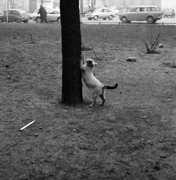 Gatto al parco che tenta di arrampicarsi su un albero