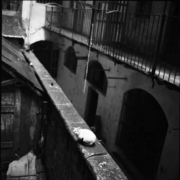 Milano - Gatto bianco su un muro divisorio di case di ringhiera