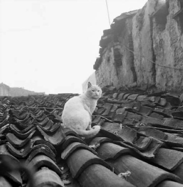 Milano - Un gatto sul tetto di una casa di ringhiera