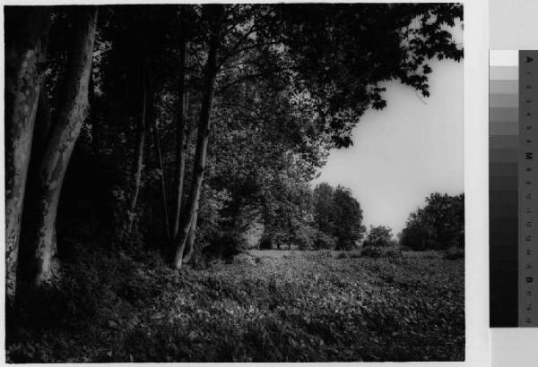 Canegrate - parco Ca' Litta - vegetazione - parco