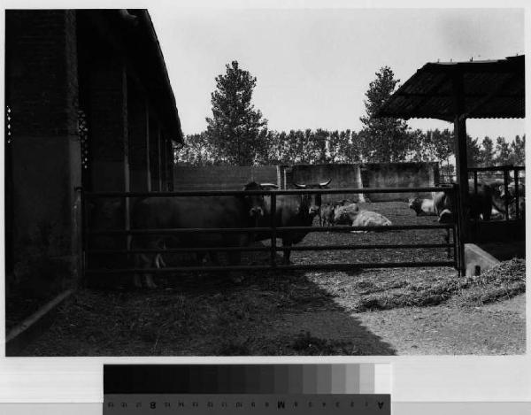 Salerano sul Lambro - cascina Canovetta - stalle