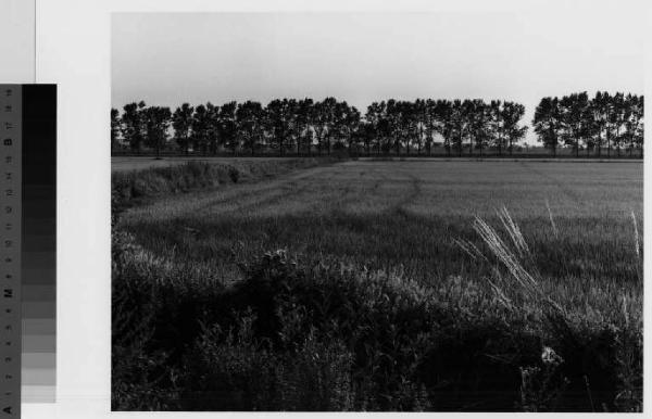 San Giuliano Milanese - nei pressi della cascina Cantalupo - risaia - campi