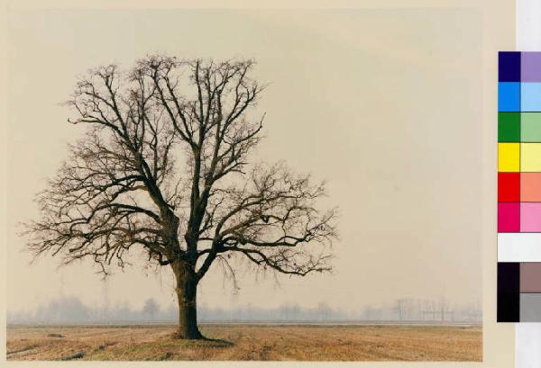 Basiglio - quercia secolare - campi