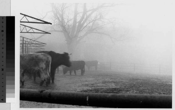 Assago - cascina Cavallazza - stalle - bovini