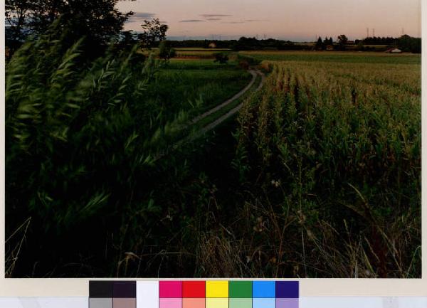 Vimercate - campi di grano - strada sterrata verso Bellusco