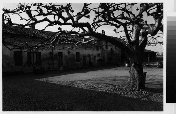 Dresano - cascina Belpensiero - cortile interno - platano