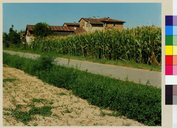 Cornate d'Adda - località di Colnago - cascina dei Frati - campo di granoturco - starda