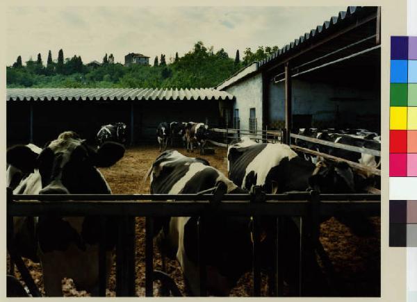 Cornate d'Adda - Porto d'Adda inferiore - stalla di cascina