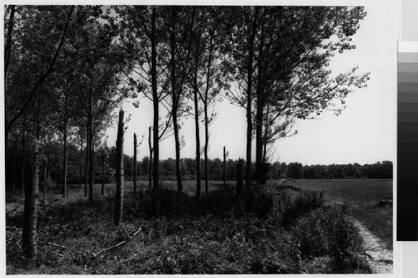 Cisliano - bosco Riazzolo - campi