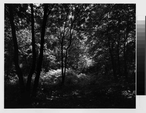 Magenta - fiume Ticino - parco del Ticino - vegetazione - bosco Prinetti