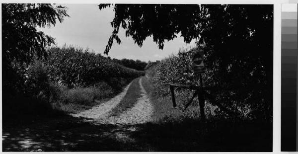 Casorezzo - parco del Roccolo a nord del territorio comunale - strada sterrata