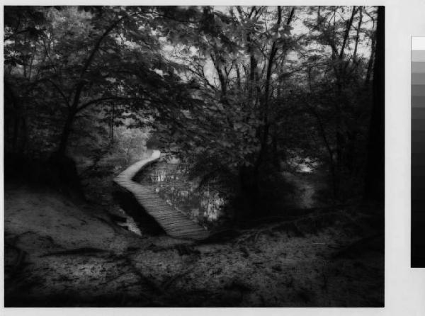 Ceriano laghetto - parco delle Groane - bosco - passerella in legno - stagno