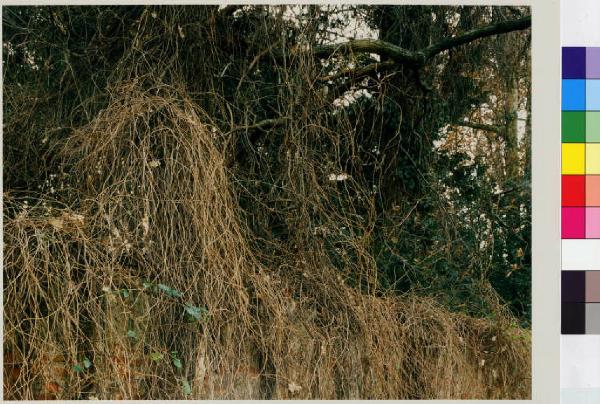 Cassinetta di Lugagnano - villa Trivulzio - muro di cinta - vegetazione