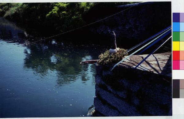 Cuggiono - ponte sul naviglio Grande - vegetazione