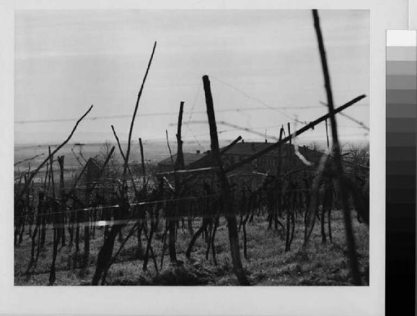 San Colombano al Lambro - cascina Valbissera - Colle di San Colombano - vigne