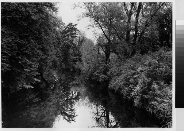 Monza - fiume Lambro - via Cantore - vegetazione