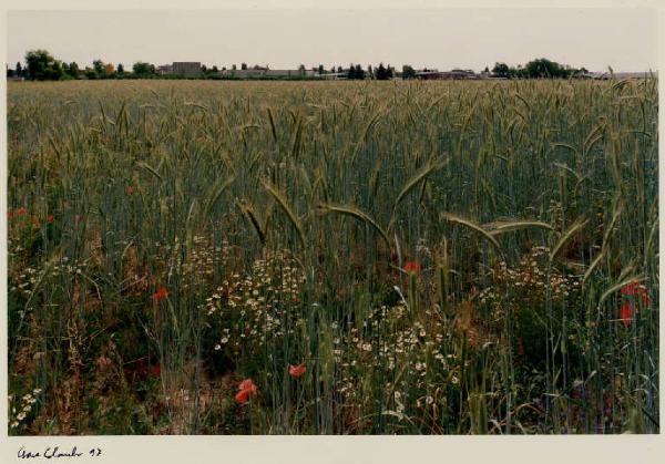 Arcore - località di Osteria della Pianta - campo di spighe