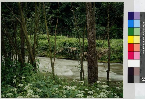 Macherio - fiume Lambro - vegetazione boschiva