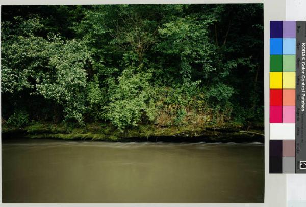 Macherio - fiume Lambro - vegetazione boschiva