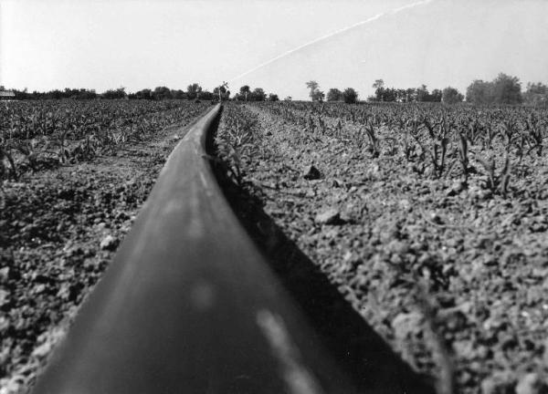 Campo seminato - tubo per l'irrigazione