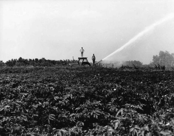 Campo coltivato - cannone per l'irrigazione