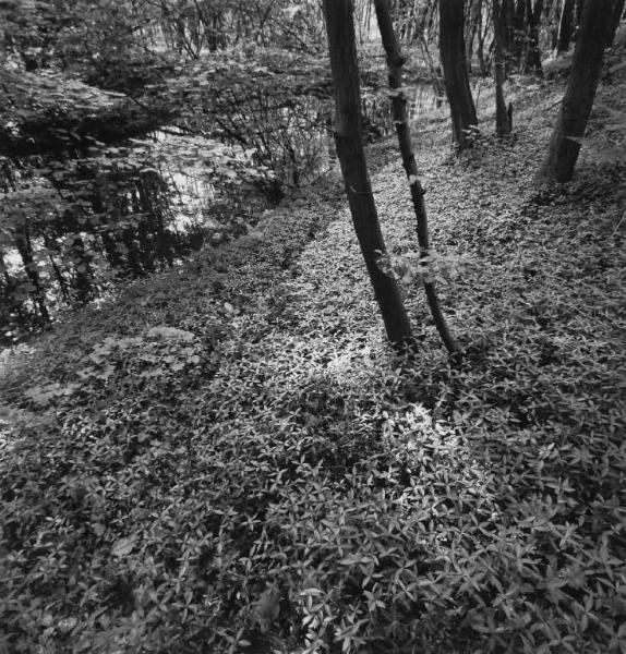 Sottobosco - corso d'acqua