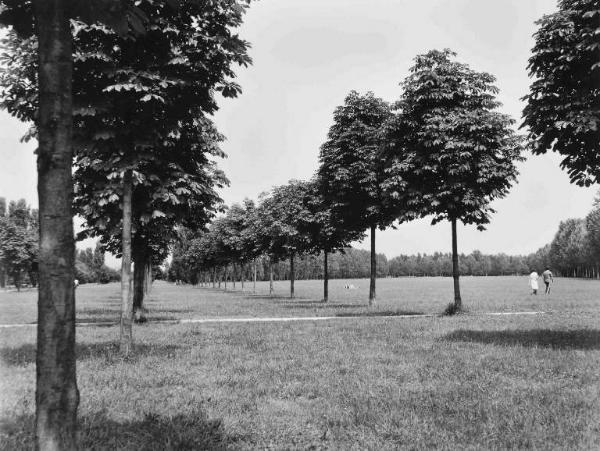 Milano - Parco Nord - prato - filari di alberi