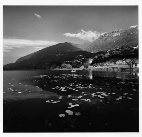 Lago di Pusiano - ninfee - monti