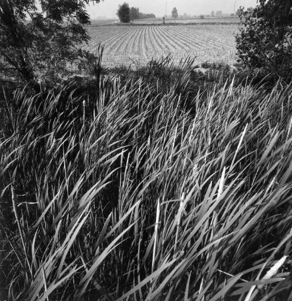 Piante di typha lungo un fosso - campo coltivato