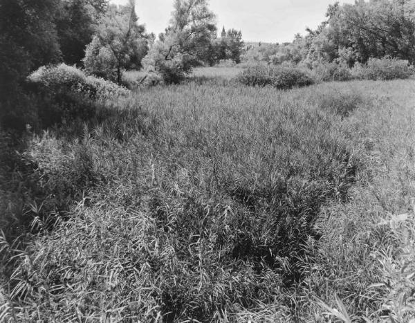 Prato - vegetazione - alberi