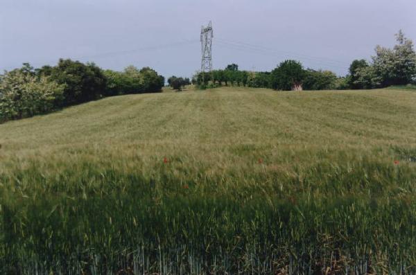 Campo di grano e papaveri - traliccio