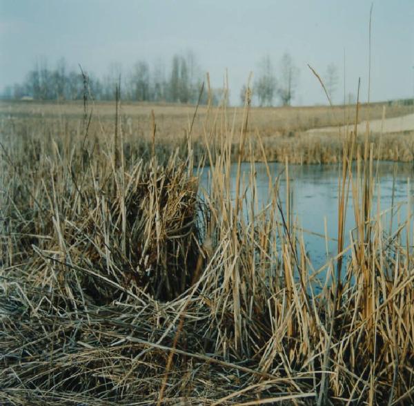 Canneto - campo tagliato - laghetto