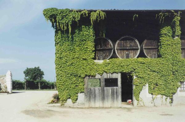 Edificio cantina - botti - edera